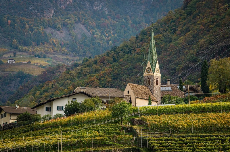 Enchanted Vineyards