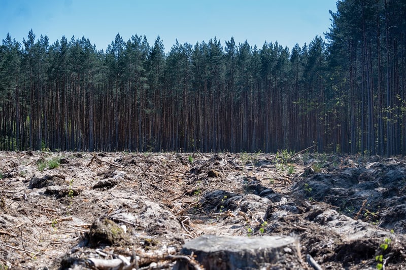 Secret Forest Clearings