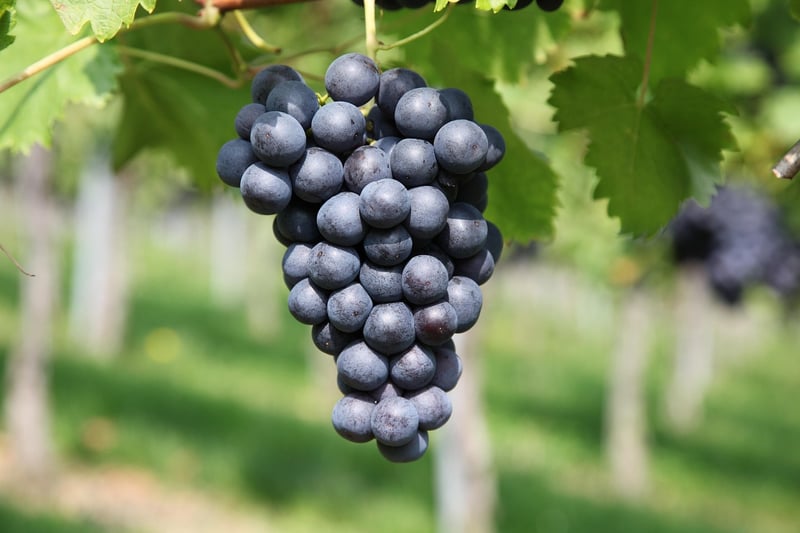 Enchanted Vineyard